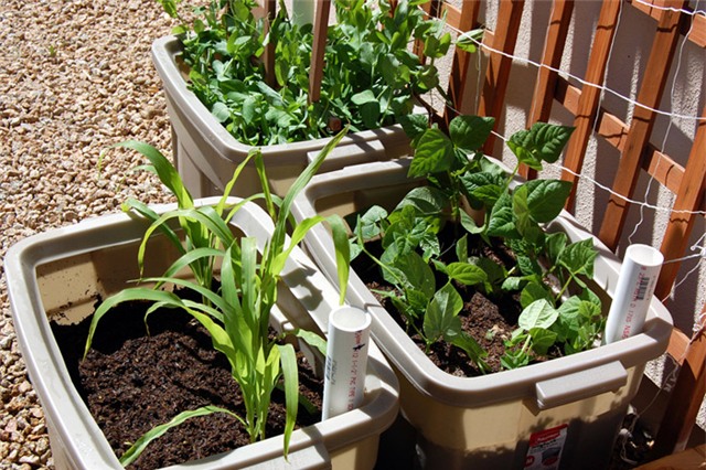trồng rau, trồng rau ở ban công, trồng rau trên sân thượng, tự trồng rau ở nhà, trồng rau trong thùng xốp