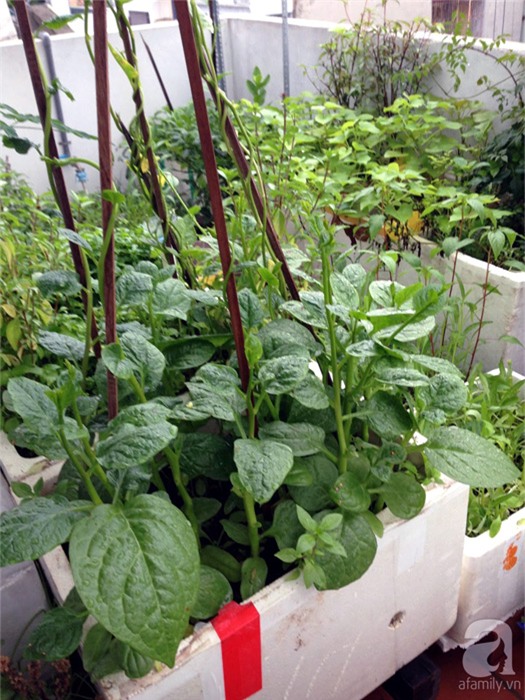 Chia sẻ hơn 68 về mô hình thùng xốp trồng rau earth box mới nhất  Tin học  Đông Hòa