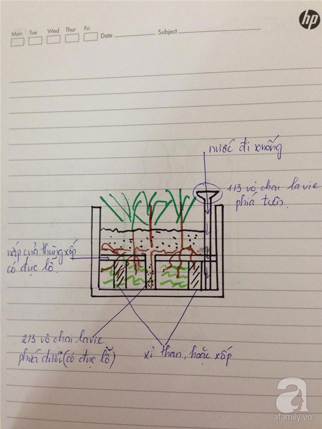 trồng rau, trồng rau ở ban công, trồng rau trên sân thượng, tự trồng rau ở nhà, trồng rau trong thùng xốp