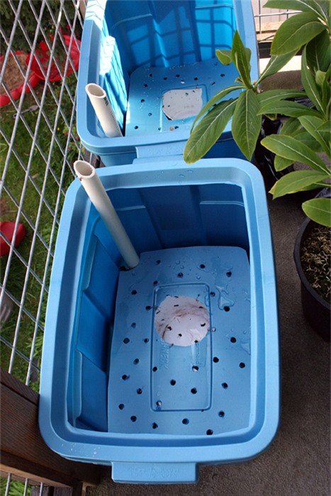 trồng rau, trồng rau ở ban công, trồng rau trên sân thượng, tự trồng rau ở nhà, trồng rau trong thùng xốp