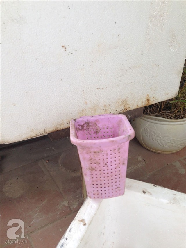 trồng rau, trồng rau ở ban công, trồng rau trên sân thượng, tự trồng rau ở nhà, trồng rau trong thùng xốp