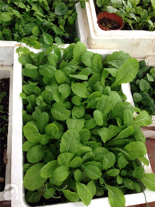 trồng rau, trồng rau ở ban công, trồng rau trên sân thượng, tự trồng rau ở nhà, trồng rau trong thùng xốp