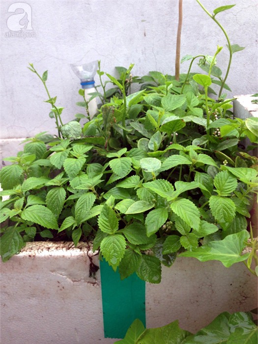 trồng rau, trồng rau ở ban công, trồng rau trên sân thượng, tự trồng rau ở nhà, trồng rau trong thùng xốp