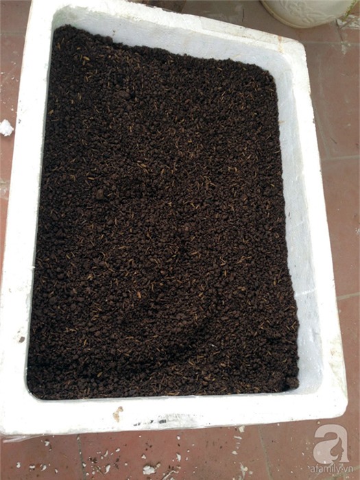 trồng rau, trồng rau ở ban công, trồng rau trên sân thượng, tự trồng rau ở nhà, trồng rau trong thùng xốp