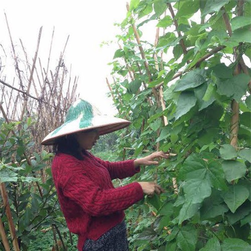 'tieu thu' giau co bo singapore ve viet nam ban rau sach vi bo bi benh - 3