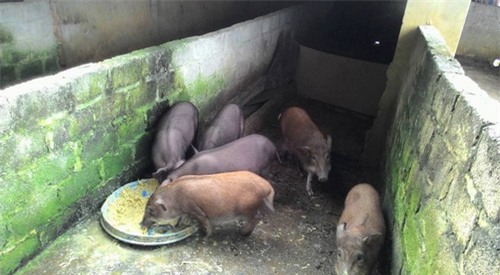 'tieu thu' giau co bo singapore ve viet nam ban rau sach vi bo bi benh - 5