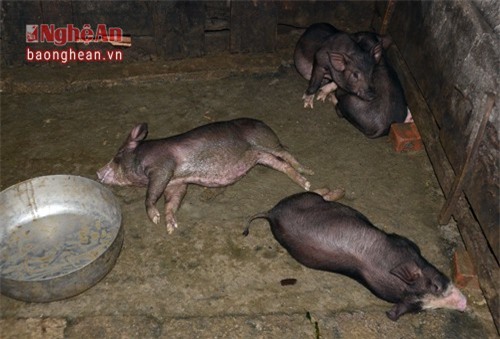Trong chuồng nuôi nhốt lợn chuẩn bị quay, đoàn liên ngành phát hiện 2 con lợn đã chết.