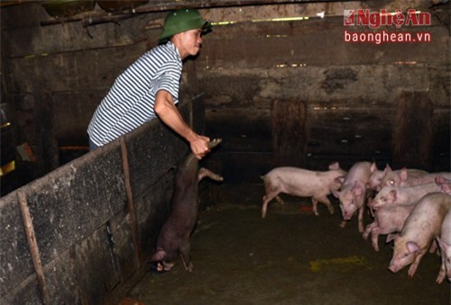 Những con lợn này đều không rõ nguồn gốc và chưa hề được kiểm dịch.