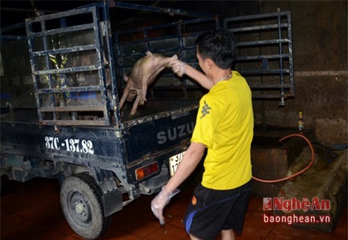 Đoàn liên ngành đã yêu cầu trạm thú y thành phố Vinh thực hiện tiêu hủy 2 con lợn chết và thực hiện cách ly theo dõi đối với 10 con lợn khác được nuôi nhốt trong lò quay.