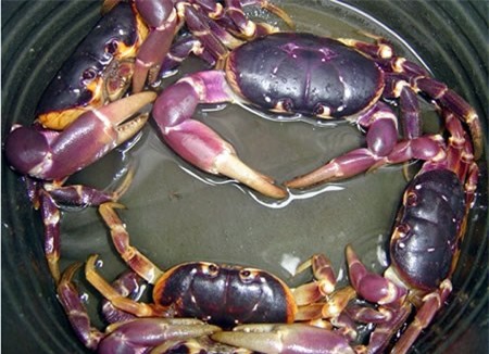 cua biển, ngộ độc khi ăn cua biển, cua biển màu sắc sặc sỡ, độc tố trong cua biển, cua lạ