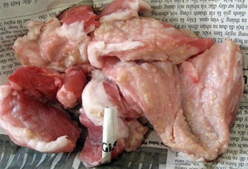 'rung minh' voi diem den cua lon benh, lon chet - 2