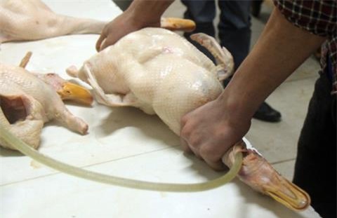 vịt quê ,nhận biết vịt bơm nước