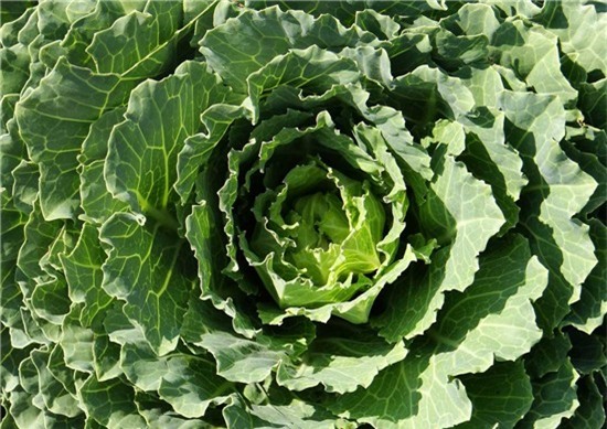 dưỡng da, chống oxy hóa, làm đẹp da, Hậu duệ mặt trời