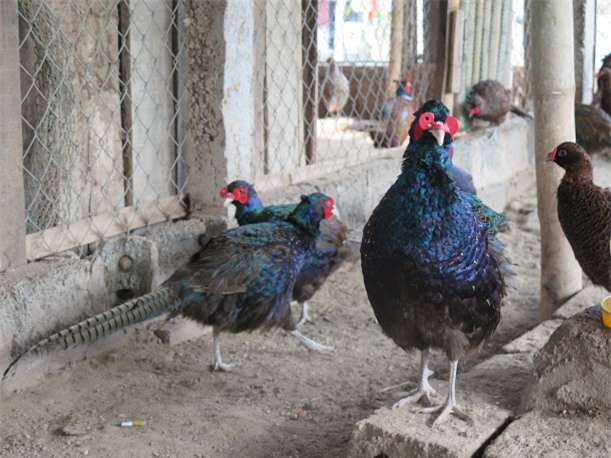 chim trĩ xanh, nuôi chim trĩ xanh, chim trĩ xanh thuần chủng, trang trại chim trĩ, bán chim trĩ thịt, chim trĩ giống