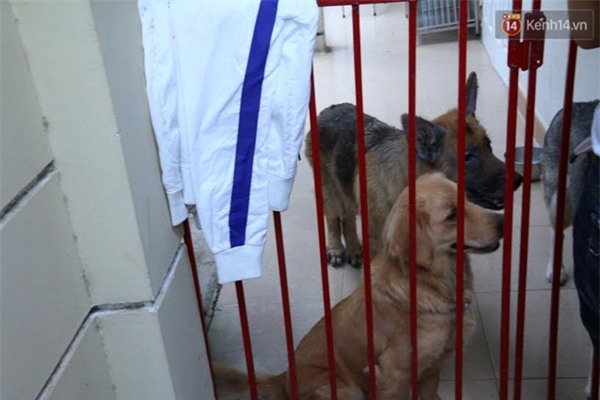 Kẻ bị tố bán chó mèo lần đầu lộ diện, đưa ra những lời giải thích đầy mâu thuẫn - Ảnh 3.