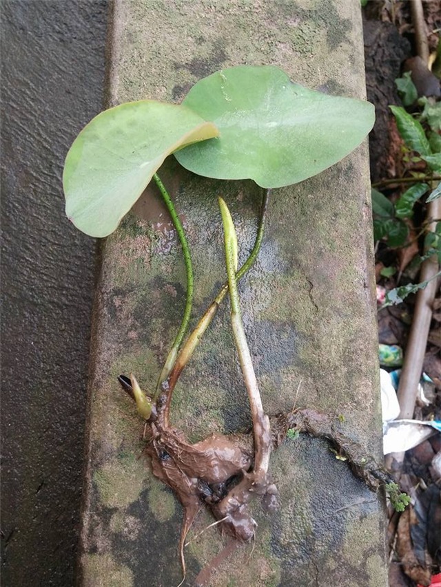 trong sen trong chau: khong kho nhu ta tuong - 1