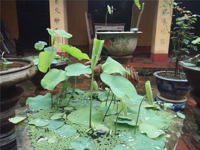 trong sen trong chau: khong kho nhu ta tuong - 3