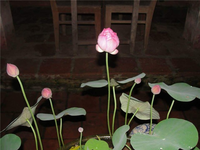 trong sen trong chau: khong kho nhu ta tuong - 5