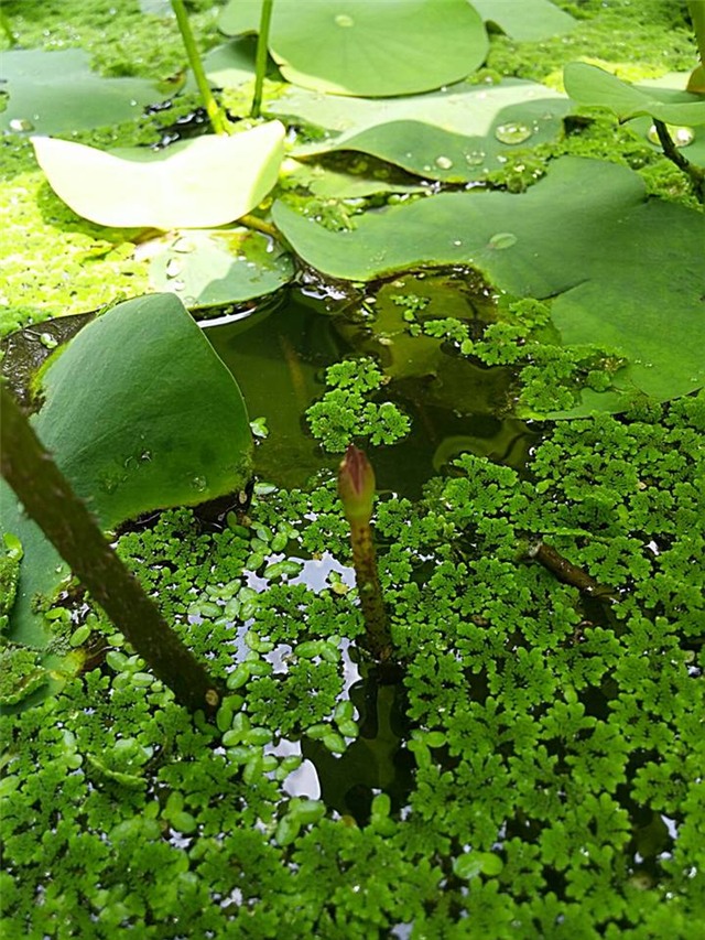 trong sen trong chau: khong kho nhu ta tuong - 8
