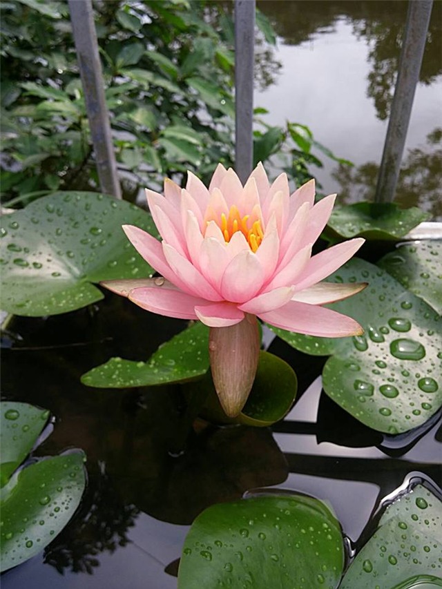 trong sen trong chau: khong kho nhu ta tuong - 9