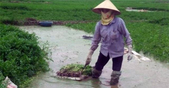 rau an toàn, rau cần, thuốc trừ sâu, trung quốc, thuốc kích thích tăng trưởng, Thuốc bảo vệ thực vật, trồng rau