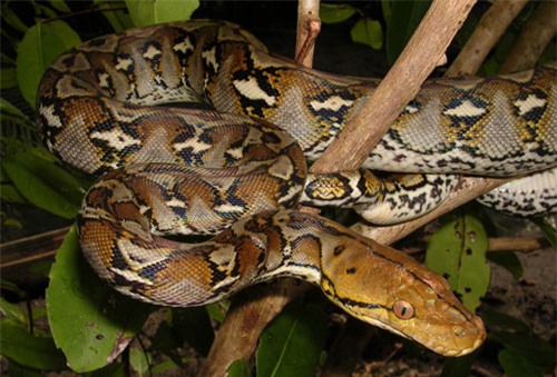 top 10 loai ran dai nhat the gioi hinh anh 1