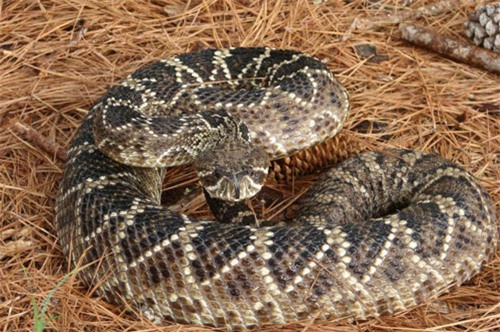 top 10 loai ran dai nhat the gioi hinh anh 10