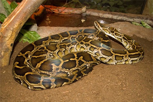 top 10 loai ran dai nhat the gioi hinh anh 4