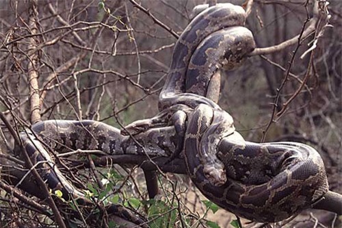 top 10 loai ran dai nhat the gioi hinh anh 6