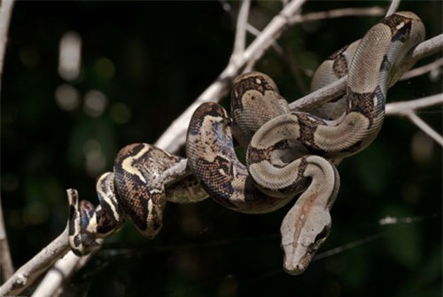 top 10 loai ran dai nhat the gioi hinh anh 8