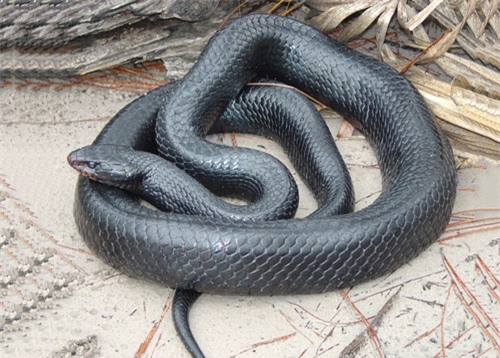 top 10 loai ran dai nhat the gioi hinh anh 9