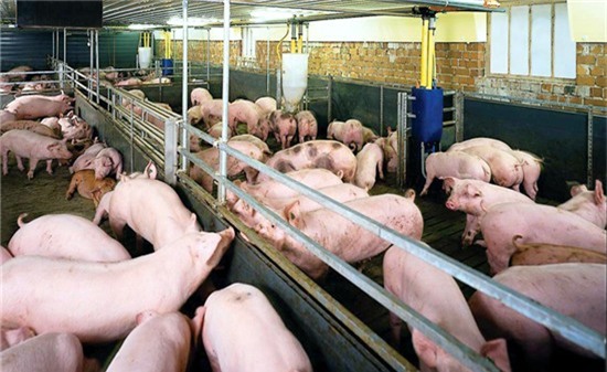 Chất cấm, sử dụng chất cấm trong chăn nuôi, trang trại chăn nuôi, chất cấm tạo nạc salbutamol, chất vàng ô