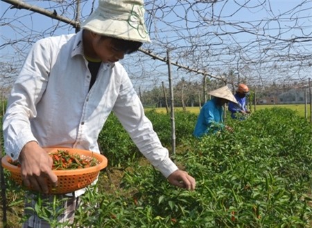 Giá ớt cao ngất ngưỡng, nông dân đội nắng ra đồng tranh thủ thu hoạch bán cho thương lái.