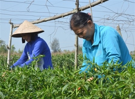 Trồng ớt bán sang Trung Quốc, người trồng ớt luôn lo lắng khi giá biến động bất thường.