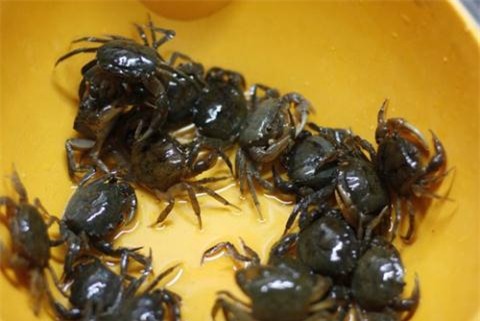 cua đồng, cua nuôi, cua công nghiệp, phân biệt cua đồng và cua nuôi, canh cua