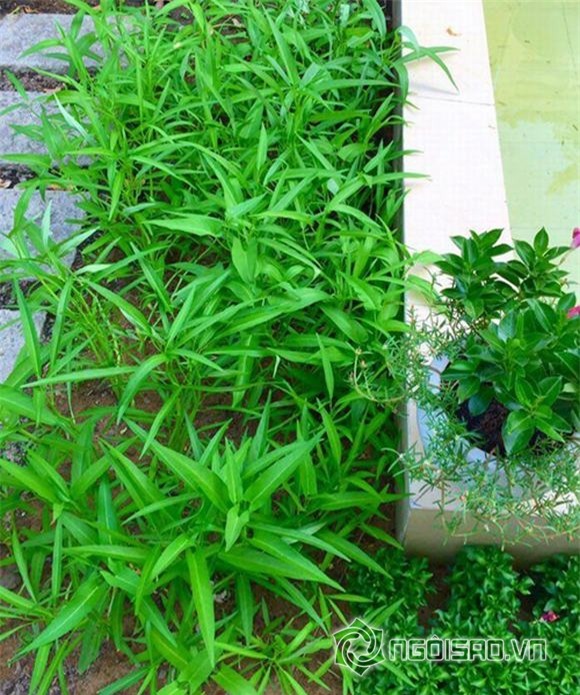 Gia đình Quyền Linh 2