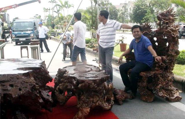 bộ bàn ghế gỗ lũa, gỗ gù hương, triển lãm sinh vật cảnh, ghế vua