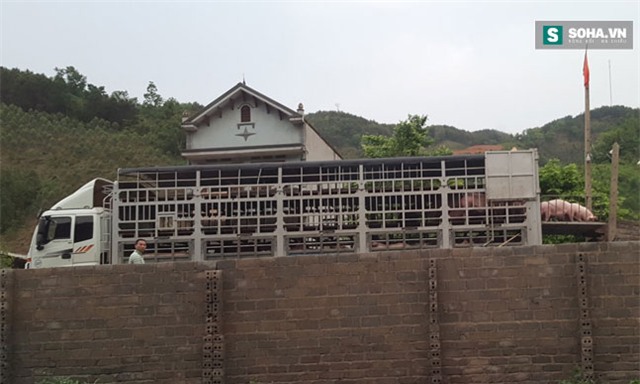 lợn chết, đường dây buôn bán lợn chết, lợn từ biên giới, lợn chết giá siêu rẻ