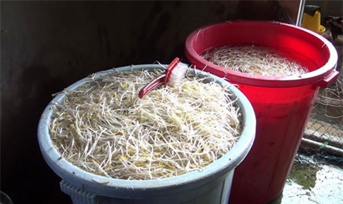 giá đỗ, hóa chất, độc hại, Bình Thuận, công an, thực phẩm bẩn