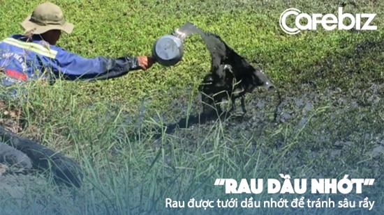 Cấm sử dụng thuốc trừ sâu trong nuôi trồng, người dân chuyển sang sử dụng dầu nhớt. Loại dầu nhớt này có thể giúp cây trồng tránh được sâu rầy và cũng đồng thời làm hại sức khoẻ người tiêu dùng.