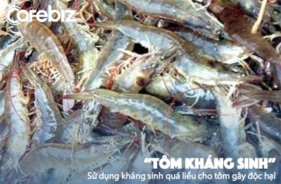 Sử dụng kháng sinh giúp tôm chống lại bệnh tật nhưng quá liều dẫn tới hậu quả nghiêm trọng.