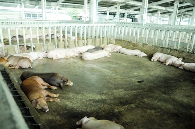 80 con heo an chat cam duoc nhap vao cong ty vissan hinh anh 1