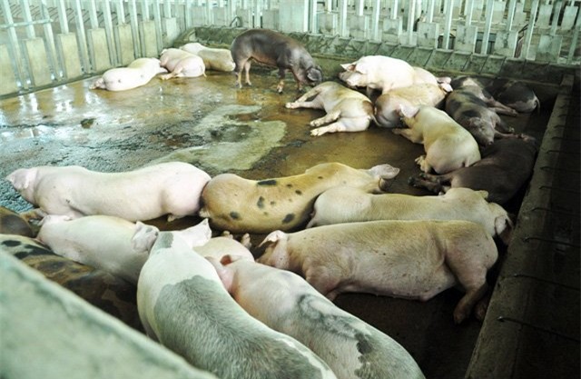 80 con heo an chat cam duoc nhap vao cong ty vissan hinh anh 2