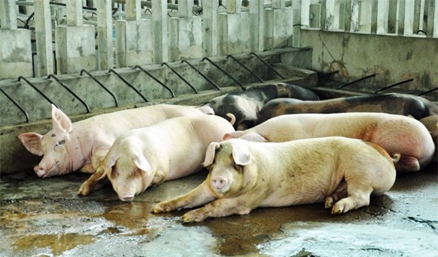 80 con heo an chat cam duoc nhap vao cong ty vissan hinh anh 4