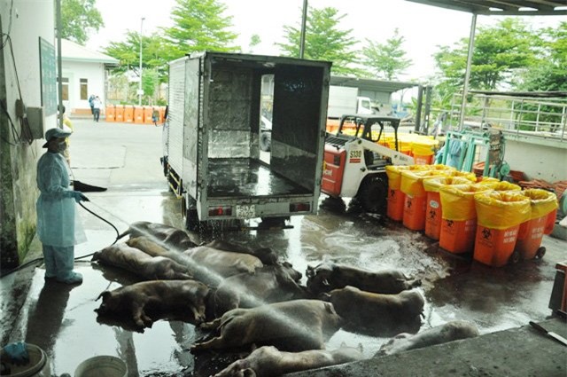 80 con heo an chat cam duoc nhap vao cong ty vissan hinh anh 8