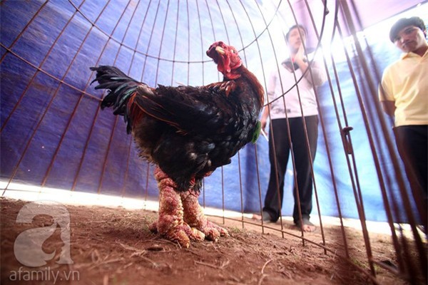 5 đặc sản Tết có giá tiền triệu vẫn đắt hàng 3