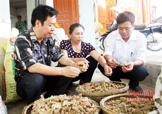 trong nghe sach thu 200 trieu dong/ha o nghe an hinh anh 2