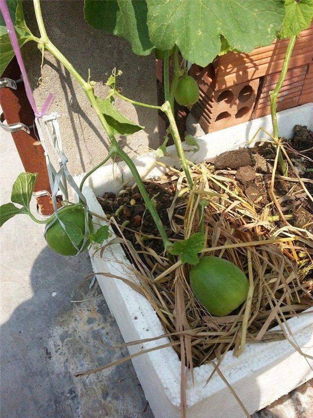 Vợ chồng trẻ trồng 200 thùng rau, nuôi chim bồ câu trên sân thượng-12