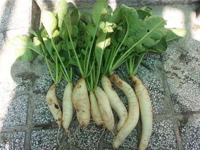 Vợ chồng trẻ trồng 200 thùng rau, nuôi chim bồ câu trên sân thượng-14