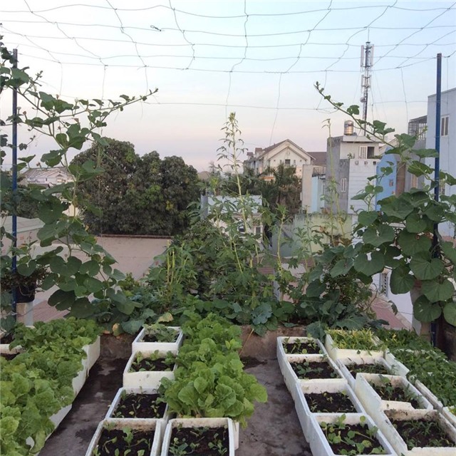 Vợ chồng trẻ trồng 200 thùng rau, nuôi chim bồ câu trên sân thượng-6